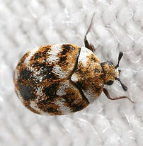 ヒメマルカツオブシムシ