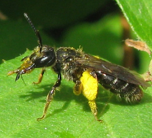 ウツギヒメハナバチ