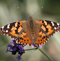 ヒメアカタテハ