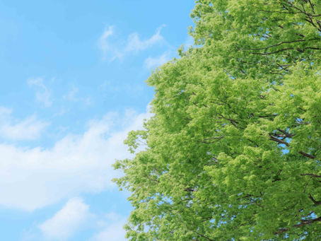 【活動報告】春の光を追いかけて。昭和記念公園・ゆるふわフォトウォーク