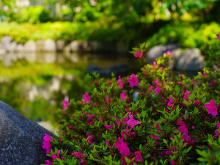 【活動報告】名残のツツジと初夏の風を追いかけて~根津・谷中スナップフォトウォーク~
