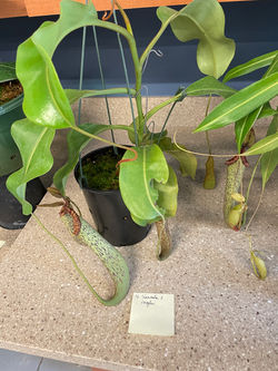 Display 6