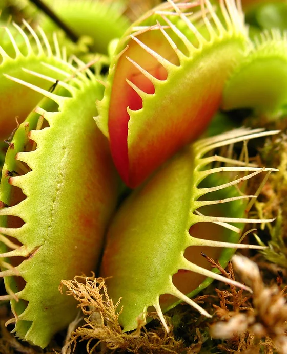 Mid Atlantic Carnivorous Plant Society