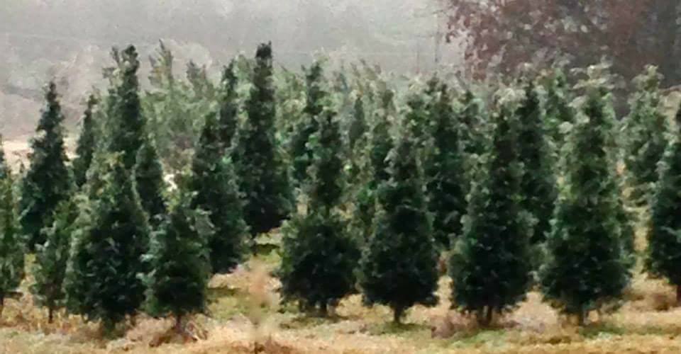 Christmas Tree Fields