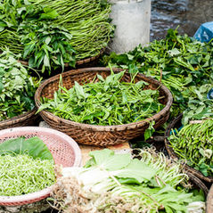 Organic Herbs