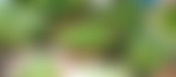 Aveda Aromatic Herbs