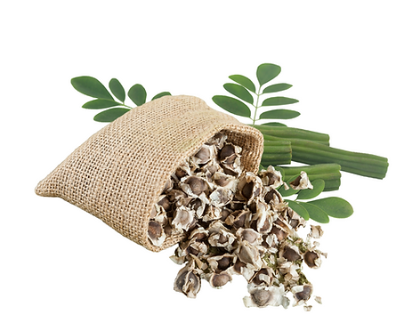 Untitled design (28).png