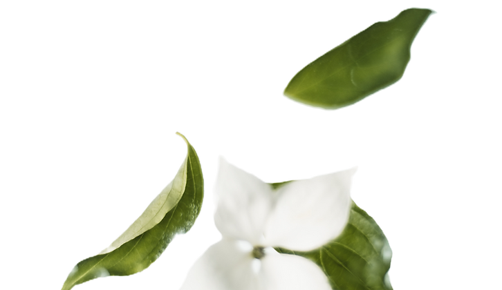 white flower and green leaves gently floating and falling