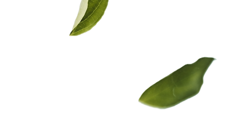 white flower and green leaves gently floating and falling