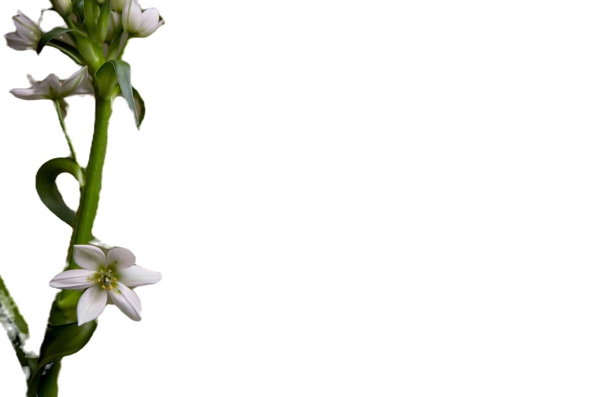 A beautiful flowery stalk