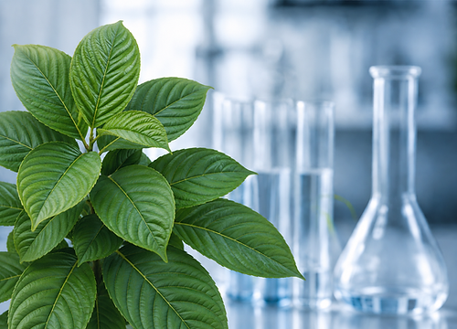 Kratom Quality Assurance.png