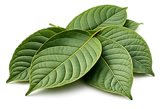 raw kratom leaf.png