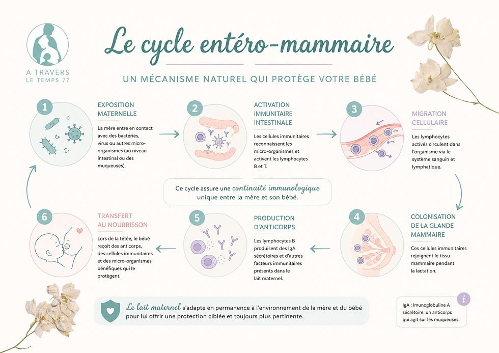 Schéma illustrant le cycle entéro-mammaire : les cellules immunitaires de la mère migrent vers la glande mammaire afin de transmettre des anticorps et des facteurs protecteurs au bébé par le lait maternel.