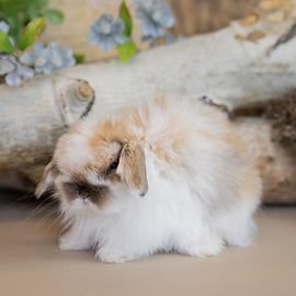 Bramble Berry Bunnies | Netherland Dwarf and Holland Lop Rabbit Breeder WA
