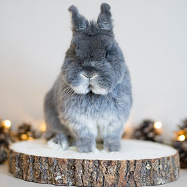 Bramble Berry Bunnies | Netherland Dwarf and Holland Lop Rabbit Breeder WA