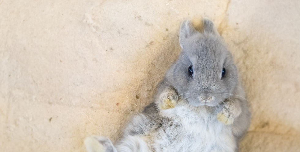 Bramble Berry Bunnies | Netherland Dwarf and Holland Lop Rabbit Breeder WA