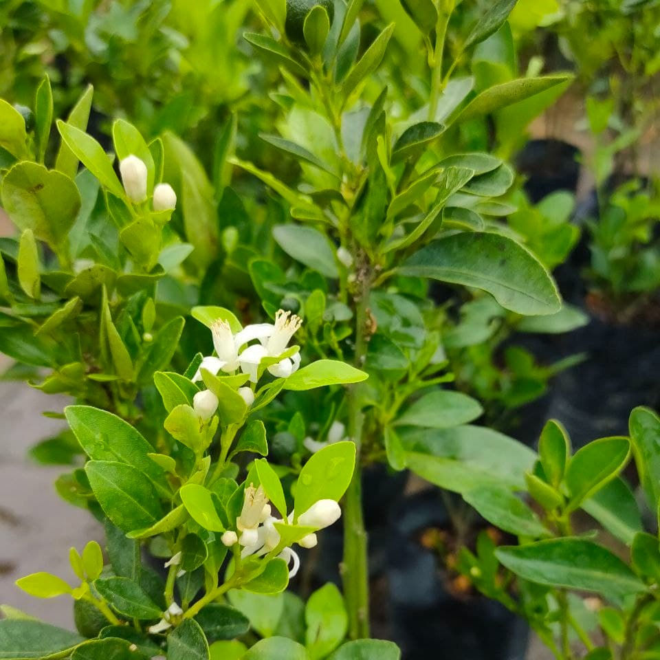 Calamansi Lime Plant