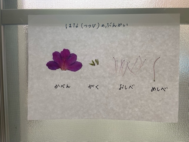 花の分解 分類された絵合わせ
