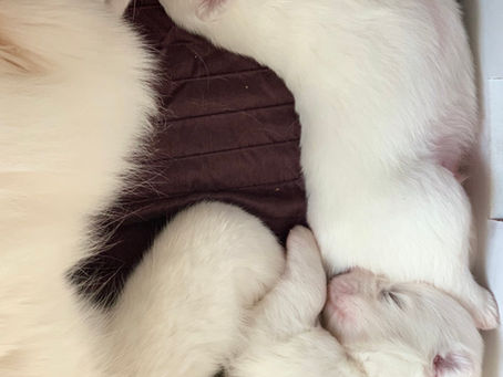 When You Are A Breeder