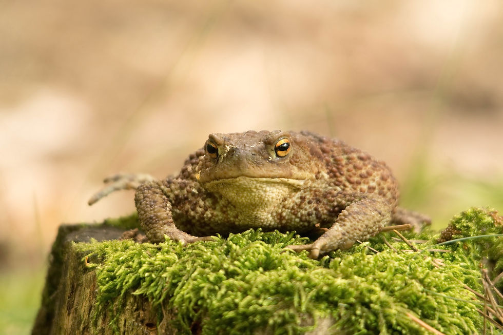 Ropucha szara (Bufo bufo)