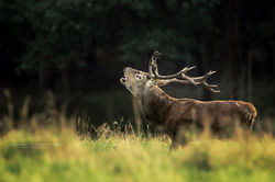 Rykowisko 2 new 1960a