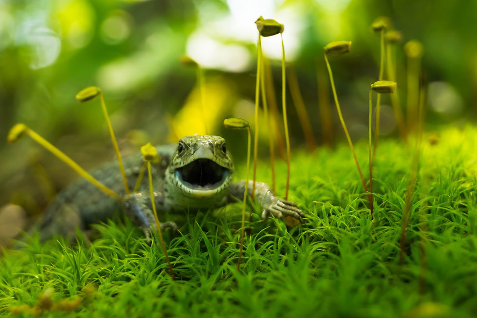 Jaszczurka zwinka (Lacerta agilis)