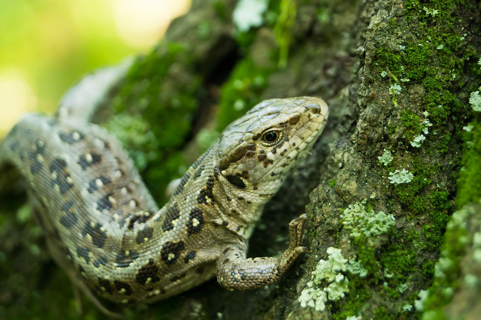 Jaszczurka zwinka (Lacerta agilis)