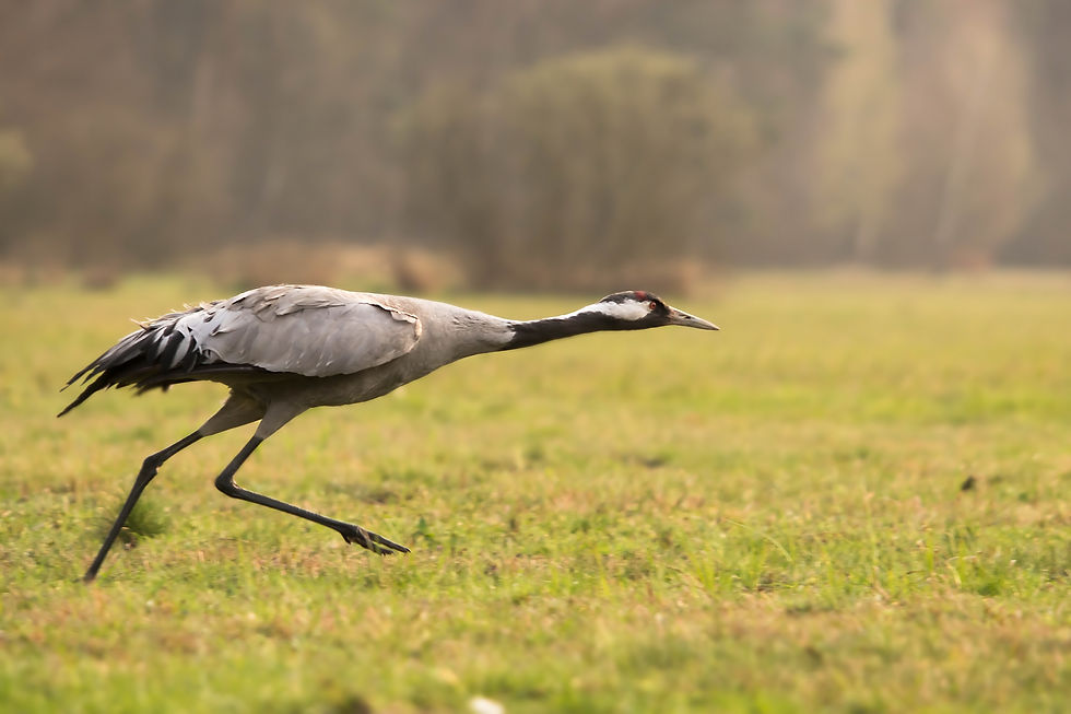 Żuraw (Grus grus)