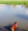Sparky in Pond 2.jpg