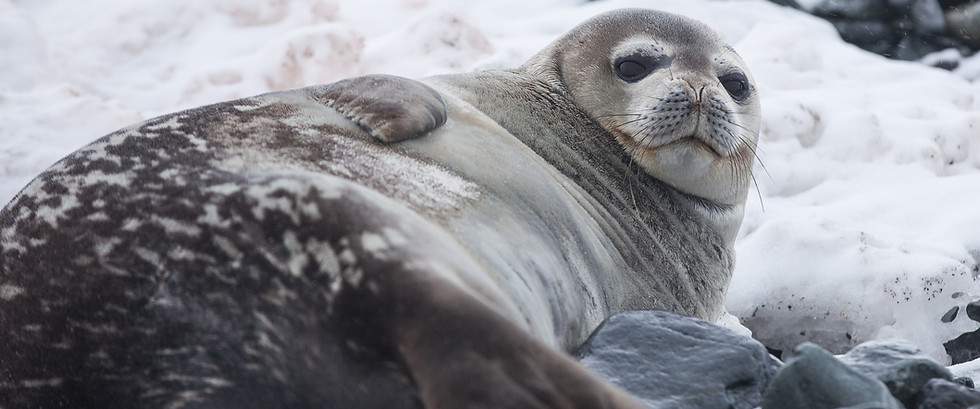 Lazy Seal