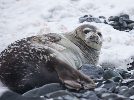 Seal On Snow
