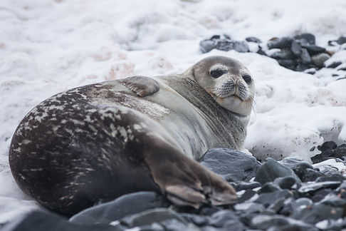 Lazy Seal