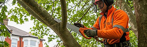 UK Tree Work: Do I Need Planning Permission?