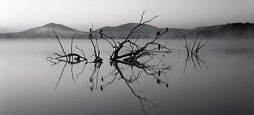 Trees in Lake