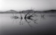 Árboles en el lago