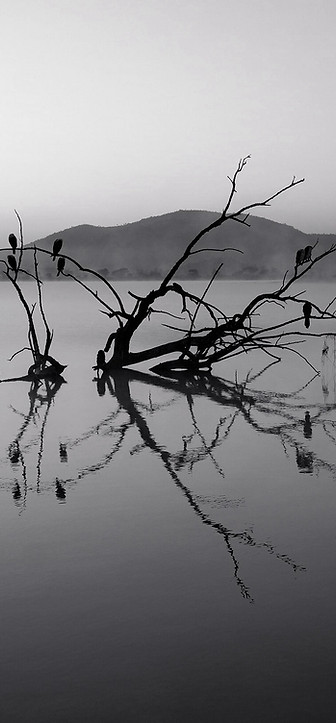 Murky lake scene
