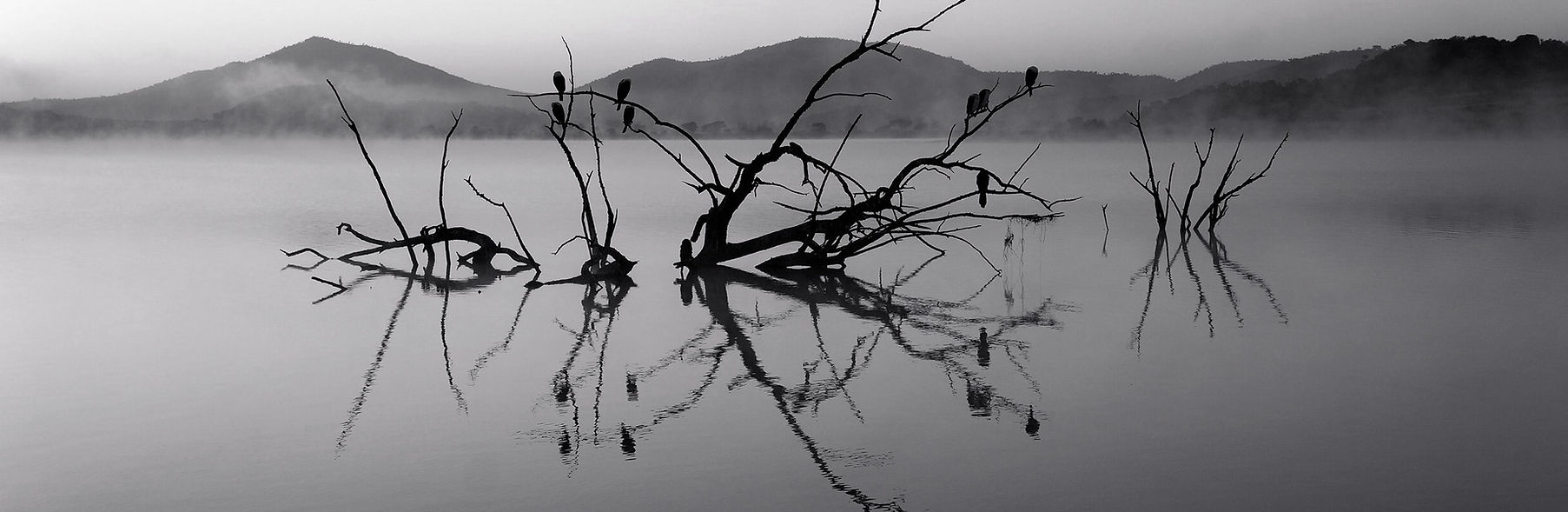 Trees in Lake