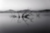 Trees in Lake