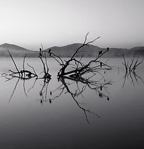 Trees in Lake