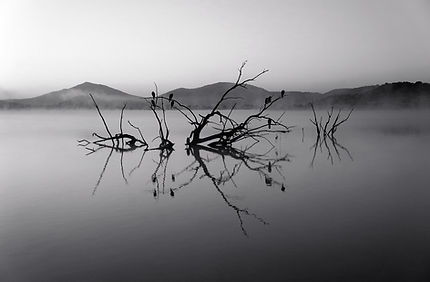 湖での木