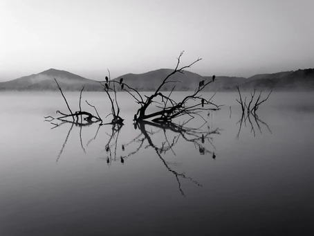 A Poisoned Tree