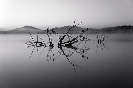 Trees in Lake