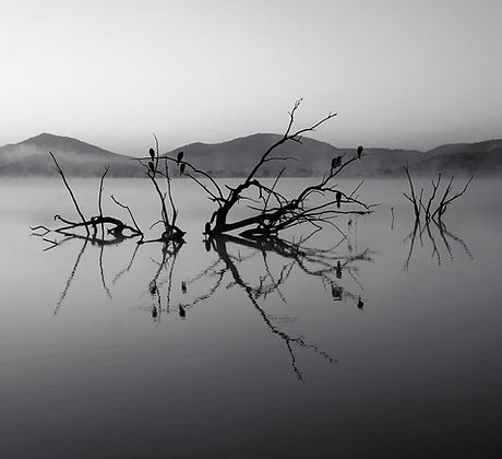 Trees in Lake