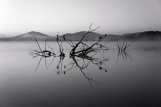 Trees in Lake