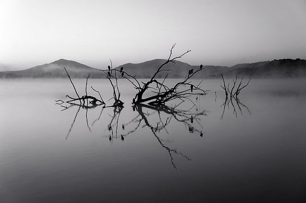 Trees in Lake