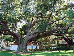 Trees in Omaha