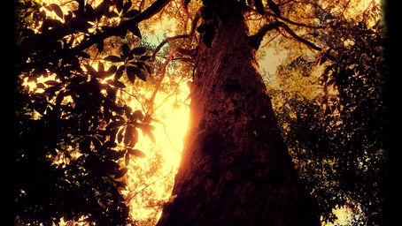 Listen to the trees...