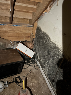 Extensive black mold growth on a wall in a neglected room.
