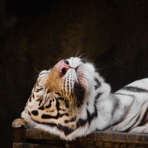 Wildlife Photography