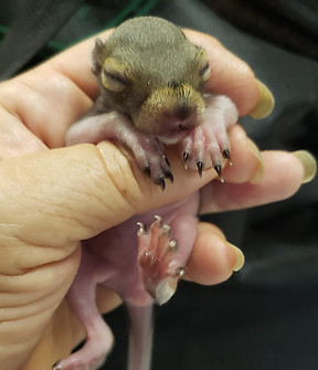 baby squirrel.jpeg